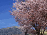 桜と西熊山